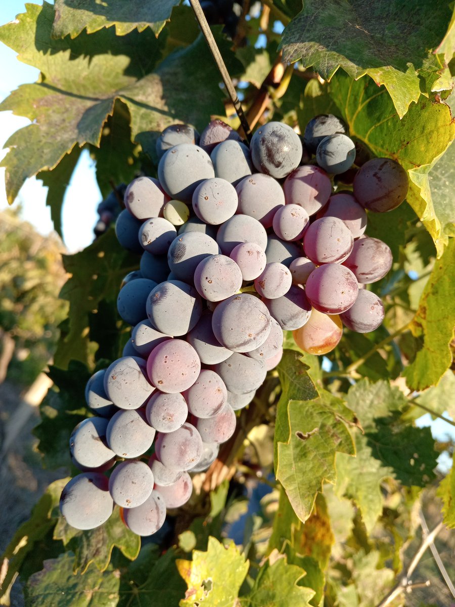 gcircella's tweet photo. I vini 2024 fatti in vigna sono pronti per info contattemi #Bombino Nero #Montepulciano #Bombino Bianco #Nero di Troia https://t.co/2DO4rD4R1I