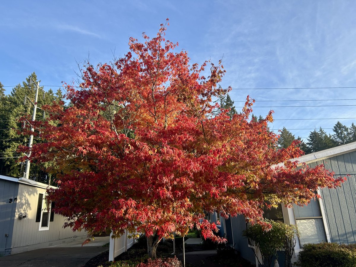 Fall glory !