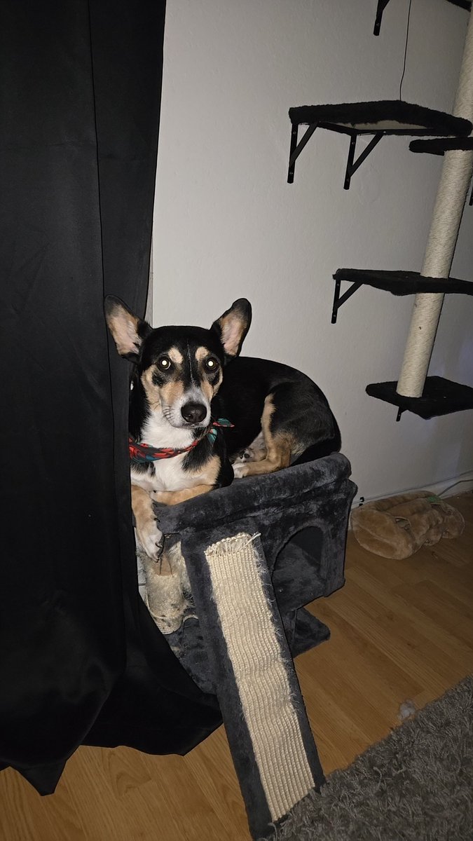 TheChartech's tweet image. He became a cat again 😭