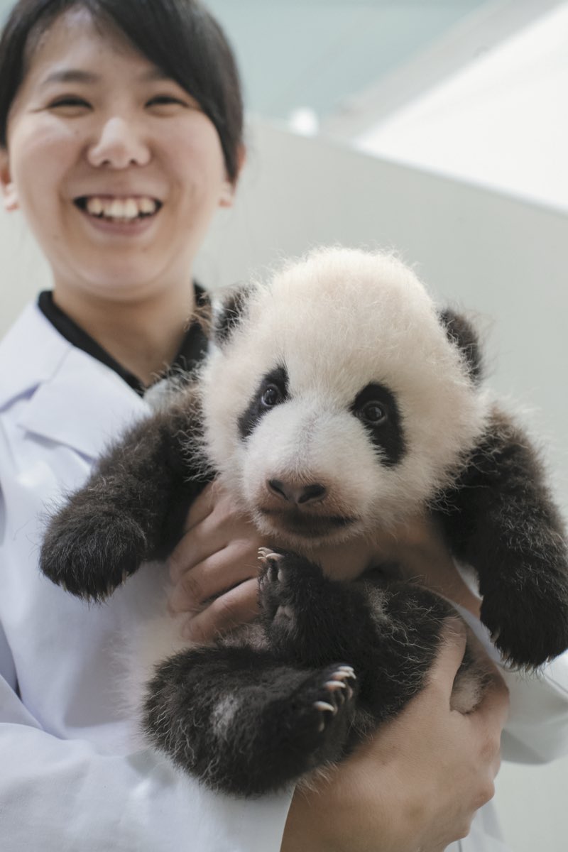 HELLOPANDA2017's tweet photo. ๐๐๐
ในใใคใซ
#mother #ๆฏ #ใใ #throwback
#cutepanda #funnypanda #panda #ใใณใ #pandababy #pandas #cute #animal #animals #zoo #baby #love #adventureworld #ใขใใใณใใฃใผใฏใผใซใ #ๅ็ฉ #ๅ็ฉๅ #ใใใใ #ใใใกใใ #ใใคใใผ #hellopanda https://t.co/peWnSpFIhz