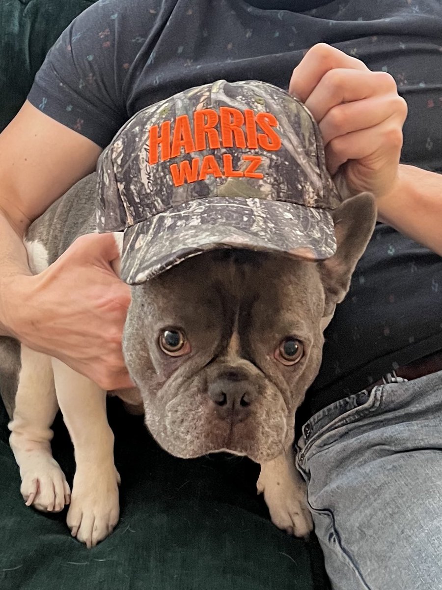 Gus is ready for Step Momala!! <a href="/KamalaHarris/">Kamala Harris</a> #frenchiesforharris