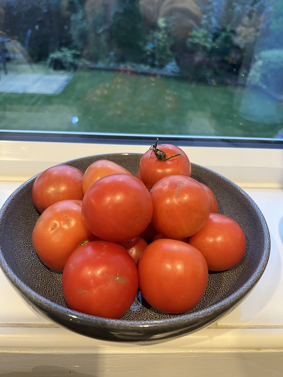 Tazmin98's tweet photo. The rest of the tomatoes started ripening finally 😄😄😄😄😄
#PlantUpdate🪴 https://t.co/TWb7vQv6J6