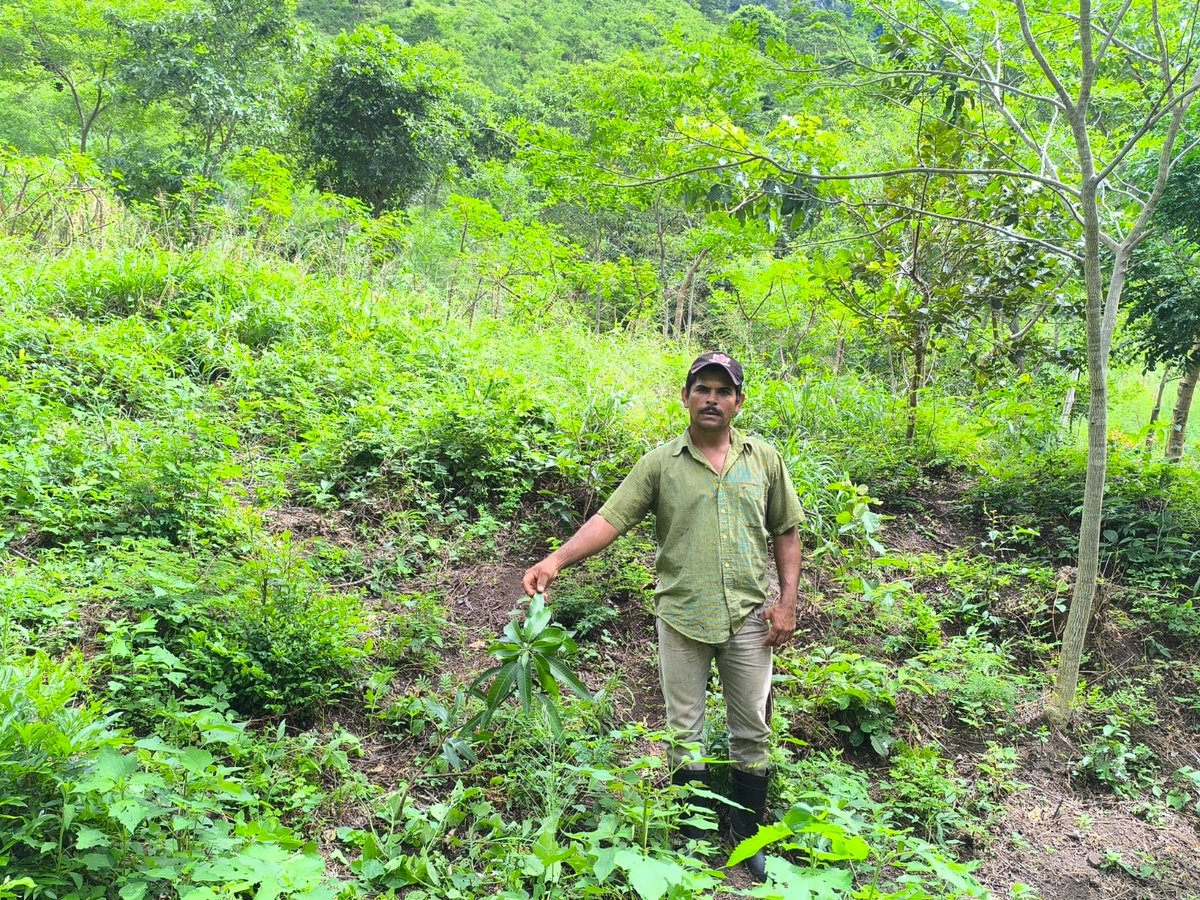 MarenaNicaragua's tweet photo. Con el objetivo de fortalecer el sistema de monitoreo y seguimiento para la restauración, visitamos la finca Buena Vista, propiedad de la Cra. Eduarda Murillo, con el objetivo de levantar polígonos.
La finca se localiza en el municipio de Juigalpa, Chontales.
#GEF5 https://t.co/VvcUhseCp6