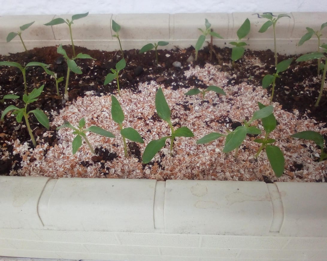 Pequeña huerta casera de pimentón y tomates les estaré subiendo fotos diariamente de como va el proceso