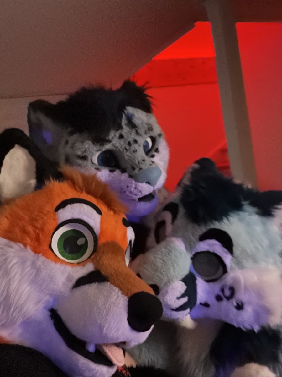 FoxClar's tweet photo. Cats! https://t.co/VcaRfOlpWZ