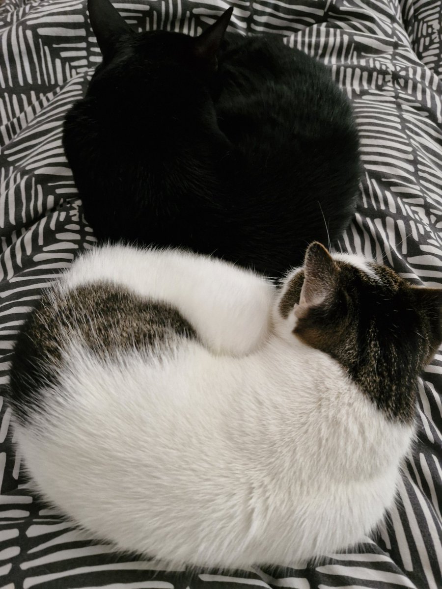 Meine Babies... so nah zusammen und kuscheln... irgendwas ist falsch in der Matrix... aber ich bin 🥰🥰🥰