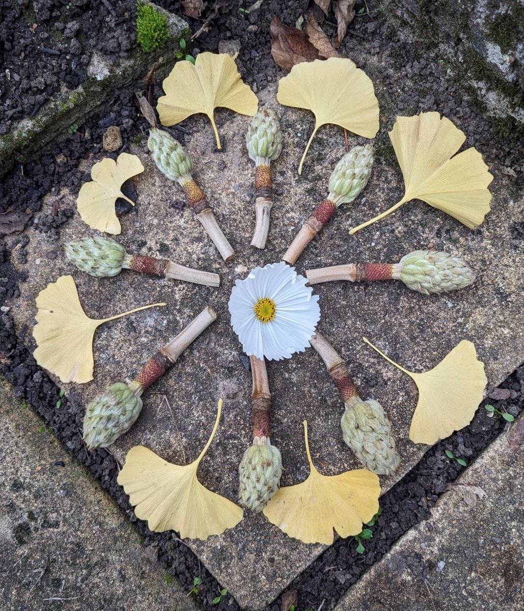 November Mandala 🍂
    - gingko leaves
           magnolia seedpods
                 Japanese anemone