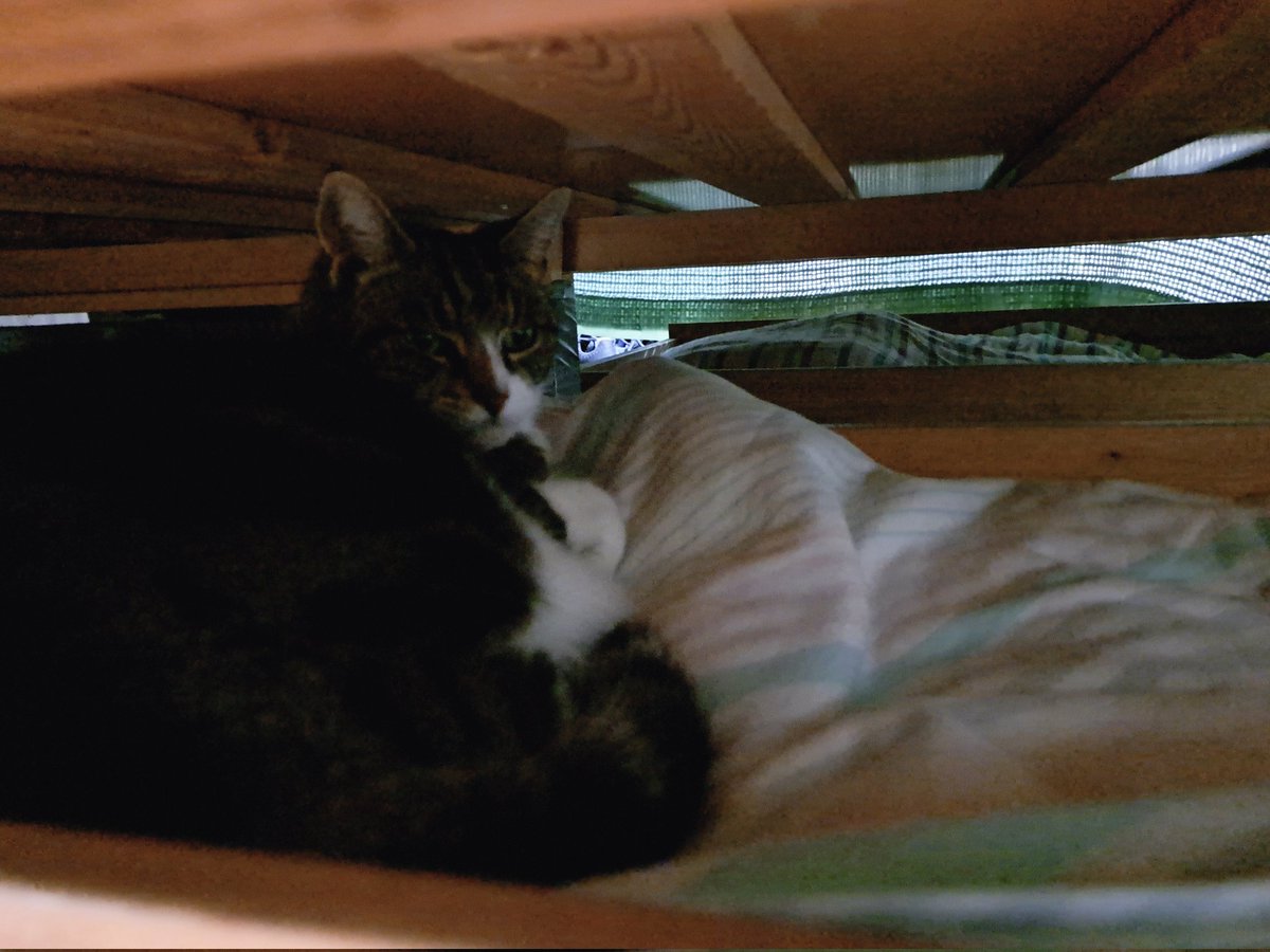 Underbed #Hedgewatch 
Until the bangs stop! 🔥💥🙀