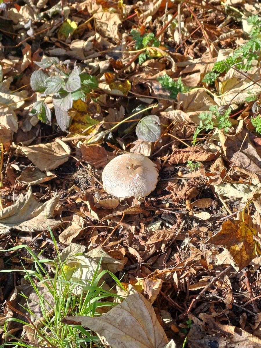 greencorridorHU's tweet photo. Fungi, speckled wood and ladybird. Green Corridor, 27 October https://t.co/uFktoHyUoe