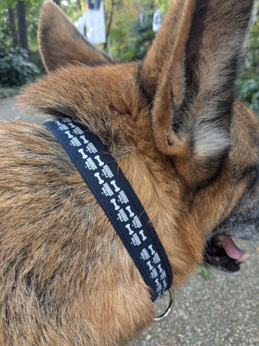 sewusew's tweet photo. @brianschatz And Gus got a new collar! https://t.co/SFFIgHuMxe