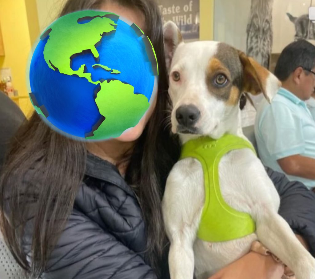 ticnt_'s tweet photo. La persona que la rescató hasta le hizo una sesión de fotos profesional creyendo que traería postulaciones pero NADIE ha preguntado por ella.

Con el dolor de corazón, ya a un año, no hay como pagar o donde tenerla.

Es mediana, no dejemos que vuelva a la calle.

Difusión https://t.co/LrmecKybqV