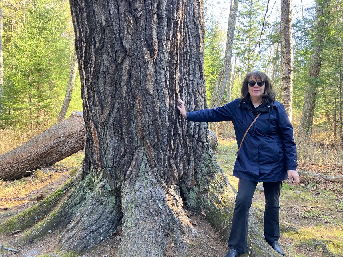 AmyCalder17's tweet photo. Moi, at 350-years old-old white pine tree on trail off Martin Stream Road in Norridgewock, Maine https://t.co/Htr2kRKHkY