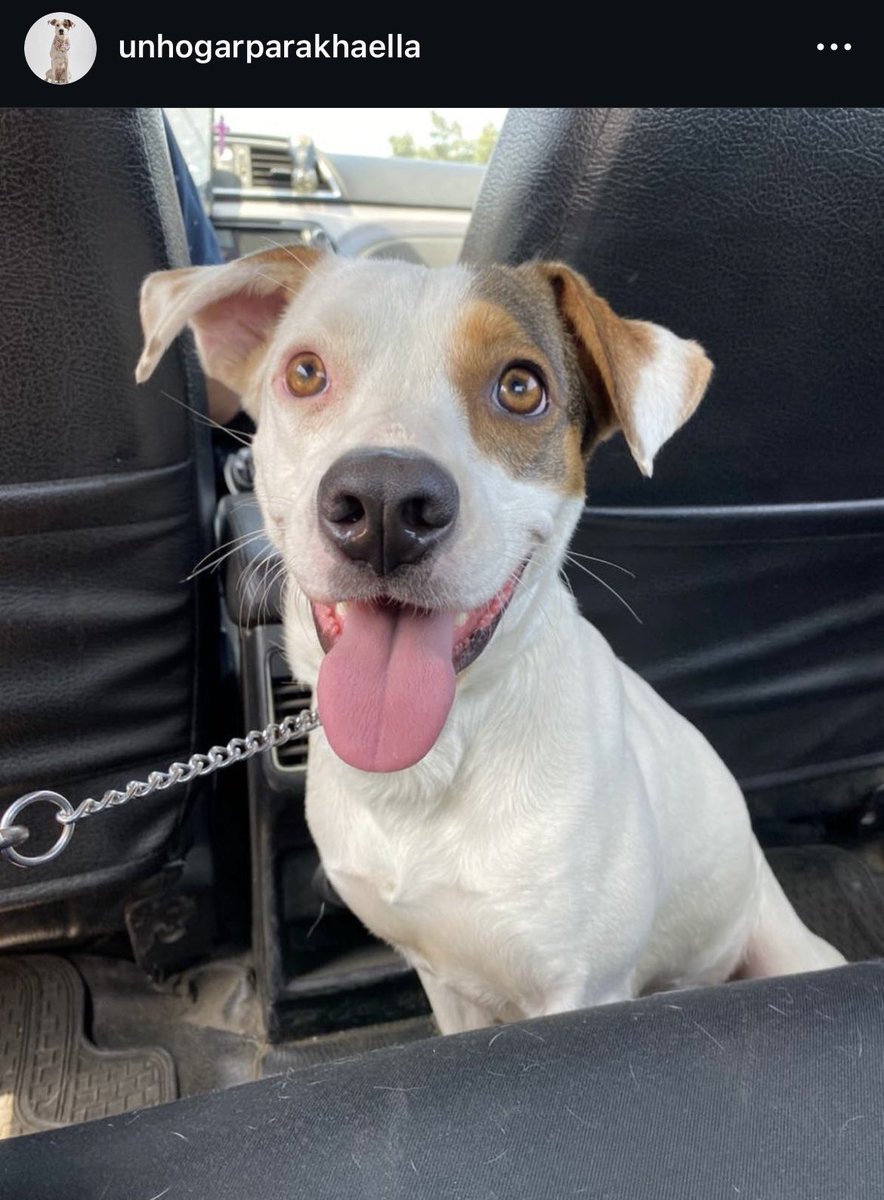 ticnt_'s tweet photo. Fue abandonada y golpeada.
La recogieron ya que vieron no se movía de lugar y estaba débil.

Ha pasado 1 año y nadie pregunta por ella:( Le calculan esa edad, ya está esterilizada, vacunada y es muy amorosa.

Ya no hay dinero para temporales.
Busca techo urg
989130605

Lima https://t.co/m61T6eOV8j
