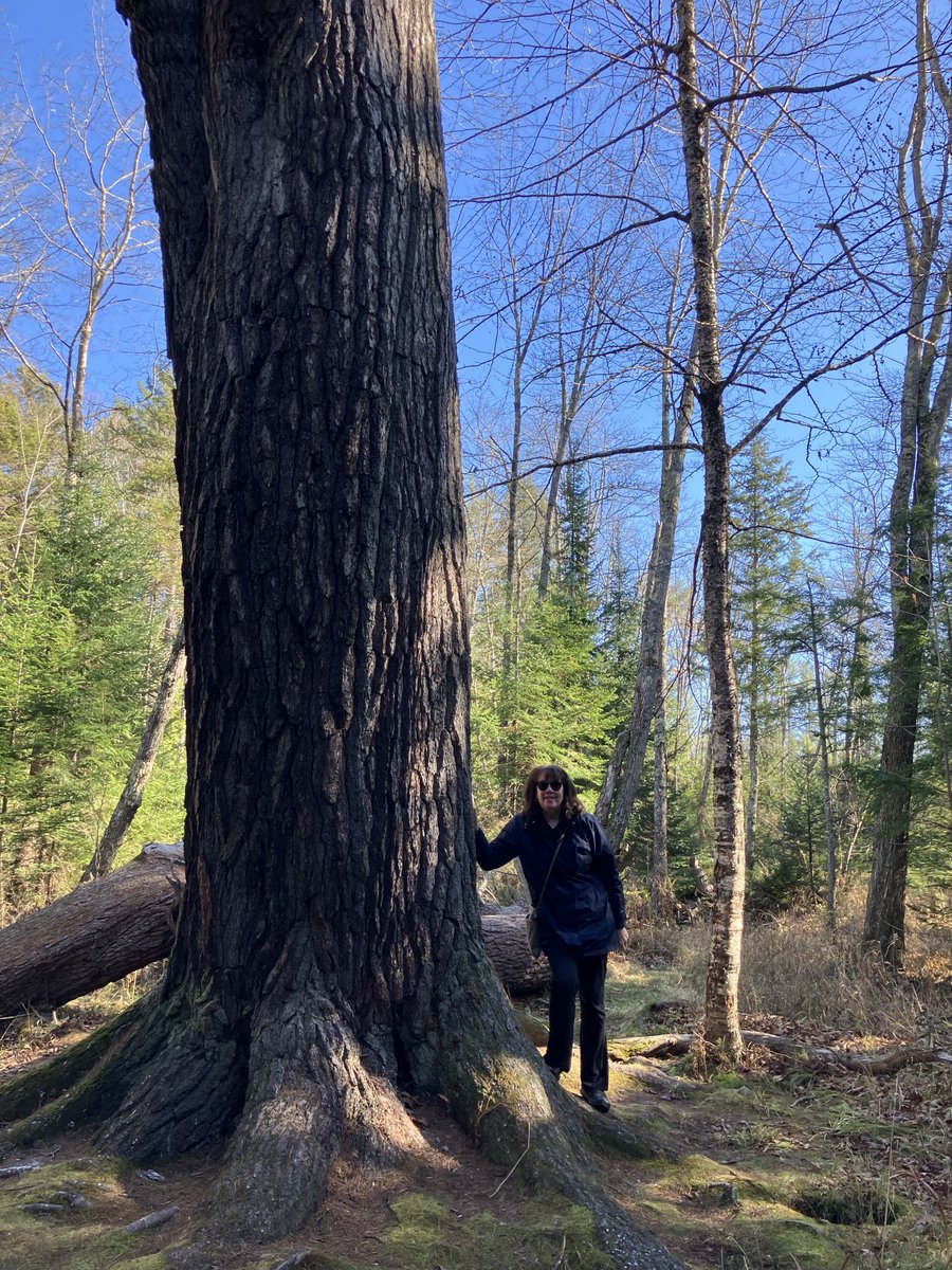 AmyCalder17's tweet photo. Moi, at 350-years old-old white pine tree on trail off Martin Stream Road in Norridgewock, Maine https://t.co/Htr2kRKHkY