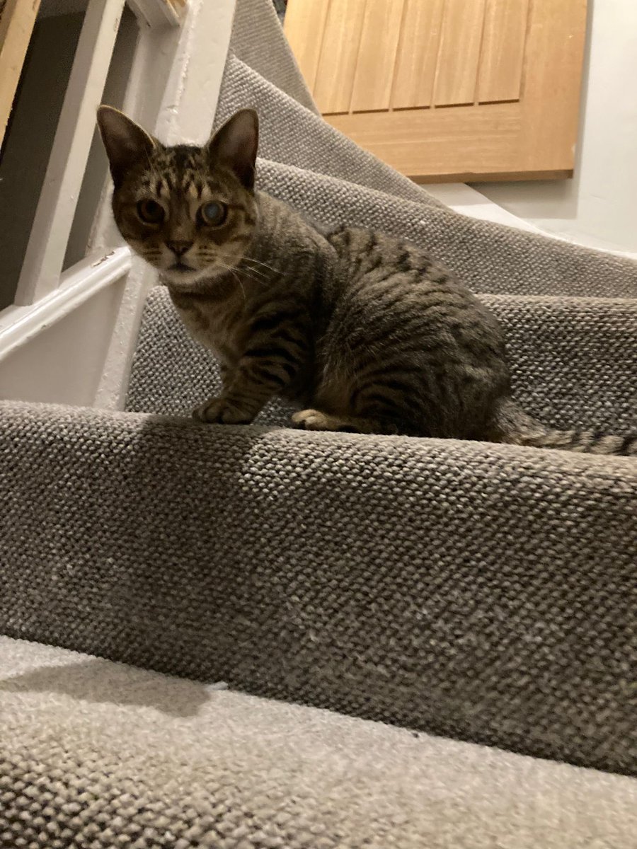 NinnyCat's tweet photo. So I'm trying to be #BraveBilly making cat lady sit on stairs with me 😹  Where's my mum!! (And Dad but Mum priority!) https://t.co/V2wQYP0K6J
