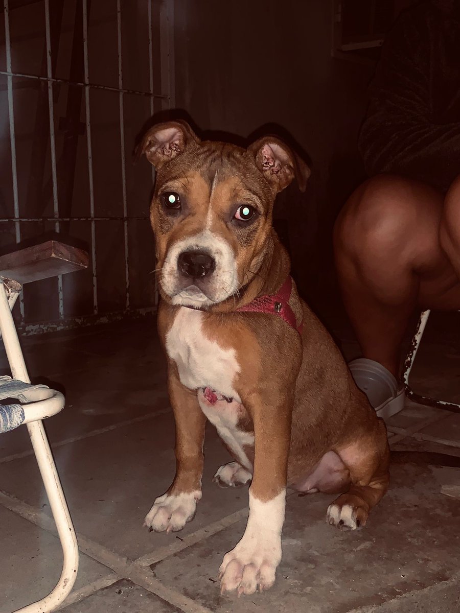 Llegaste para alegrarme la vida ❤️‍🩹🐶