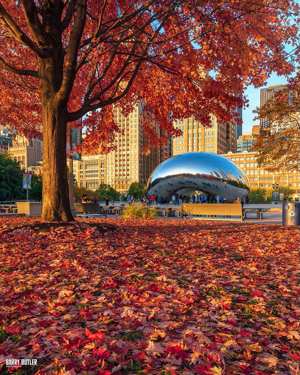 barrybutler9's tweet photo. Autumn's Awaresomeness.  Chicago's Millennium Park on a Weekend Rewind on this day in 2018.  #chicago https://t.co/yp1jWfPmst