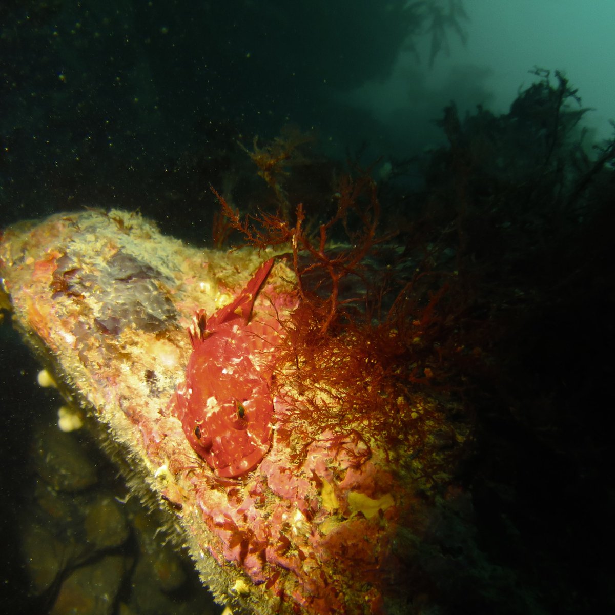 MorrisLeigh's tweet photo. A reminder of the amazing marine life around the #isleofman in 2 dives today with @DiscoverDiving including the rare Pink Soft Coral (Alcyonium hibernicum) in the Sugarloaf Caves #visitisleofman #divewithbsac ๐ฎ๐ฒ๐คฟ ๐ชธ https://t.co/2u6K4Cxqap