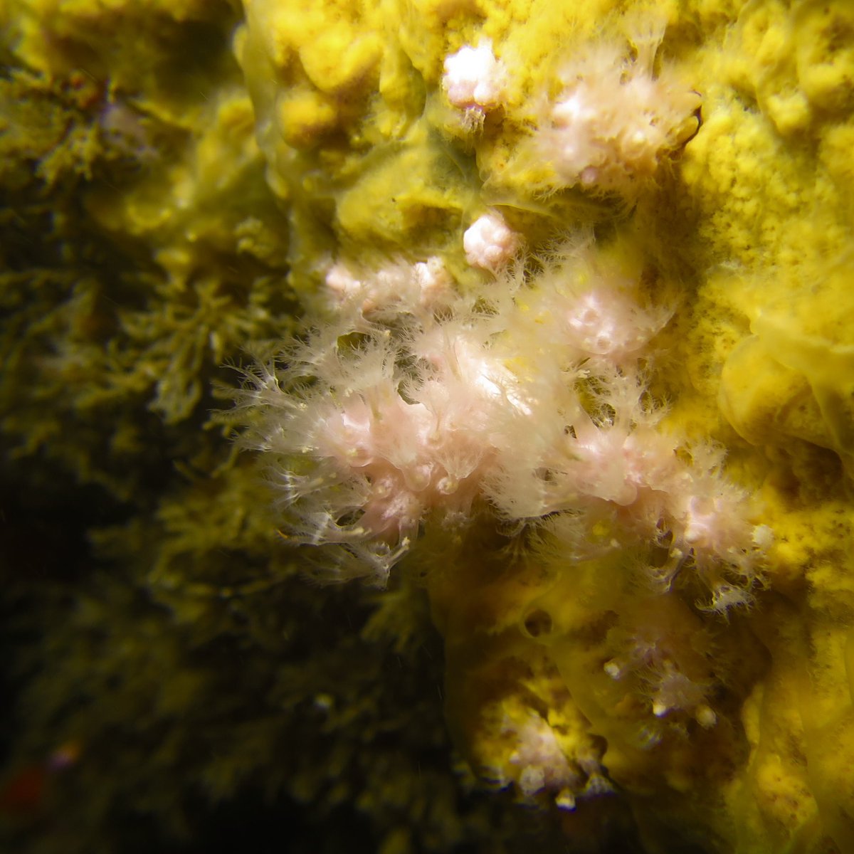 MorrisLeigh's tweet photo. A reminder of the amazing marine life around the #isleofman in 2 dives today with @DiscoverDiving including the rare Pink Soft Coral (Alcyonium hibernicum) in the Sugarloaf Caves #visitisleofman #divewithbsac ๐ฎ๐ฒ๐คฟ ๐ชธ https://t.co/2u6K4Cxqap