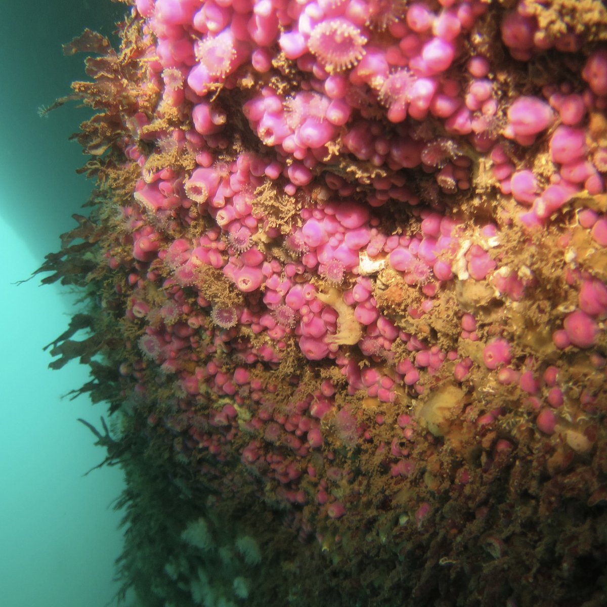 MorrisLeigh's tweet photo. A reminder of the amazing marine life around the #isleofman in 2 dives today with @DiscoverDiving including the rare Pink Soft Coral (Alcyonium hibernicum) in the Sugarloaf Caves #visitisleofman #divewithbsac ๐ฎ๐ฒ๐คฟ ๐ชธ https://t.co/2u6K4Cxqap