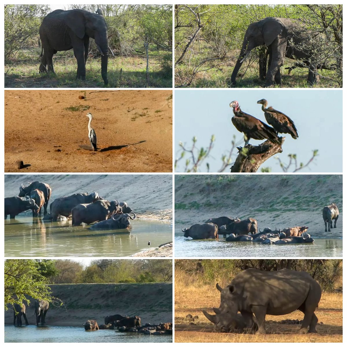 JoyR_1980's tweet image. Sunset safari 3 November 2024. Purrrfect Sunday afternoon. 🐆🦁🐘🐃 #WildEarth #Tlalamba