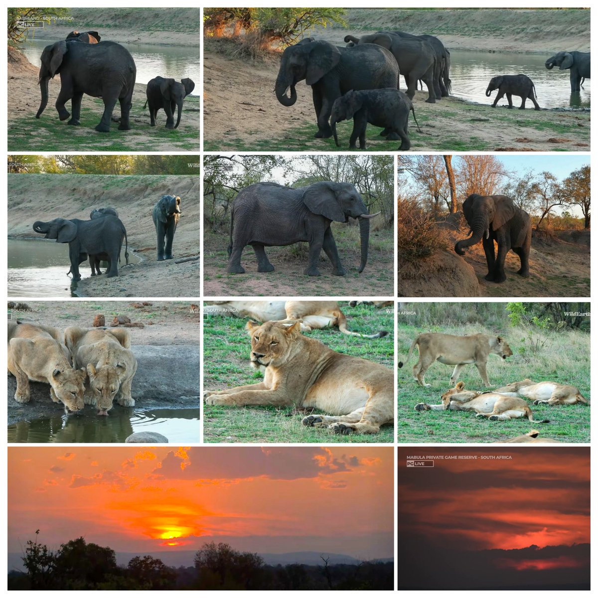 JoyR_1980's tweet image. Sunset safari 3 November 2024. Purrrfect Sunday afternoon. 🐆🦁🐘🐃 #WildEarth #Tlalamba