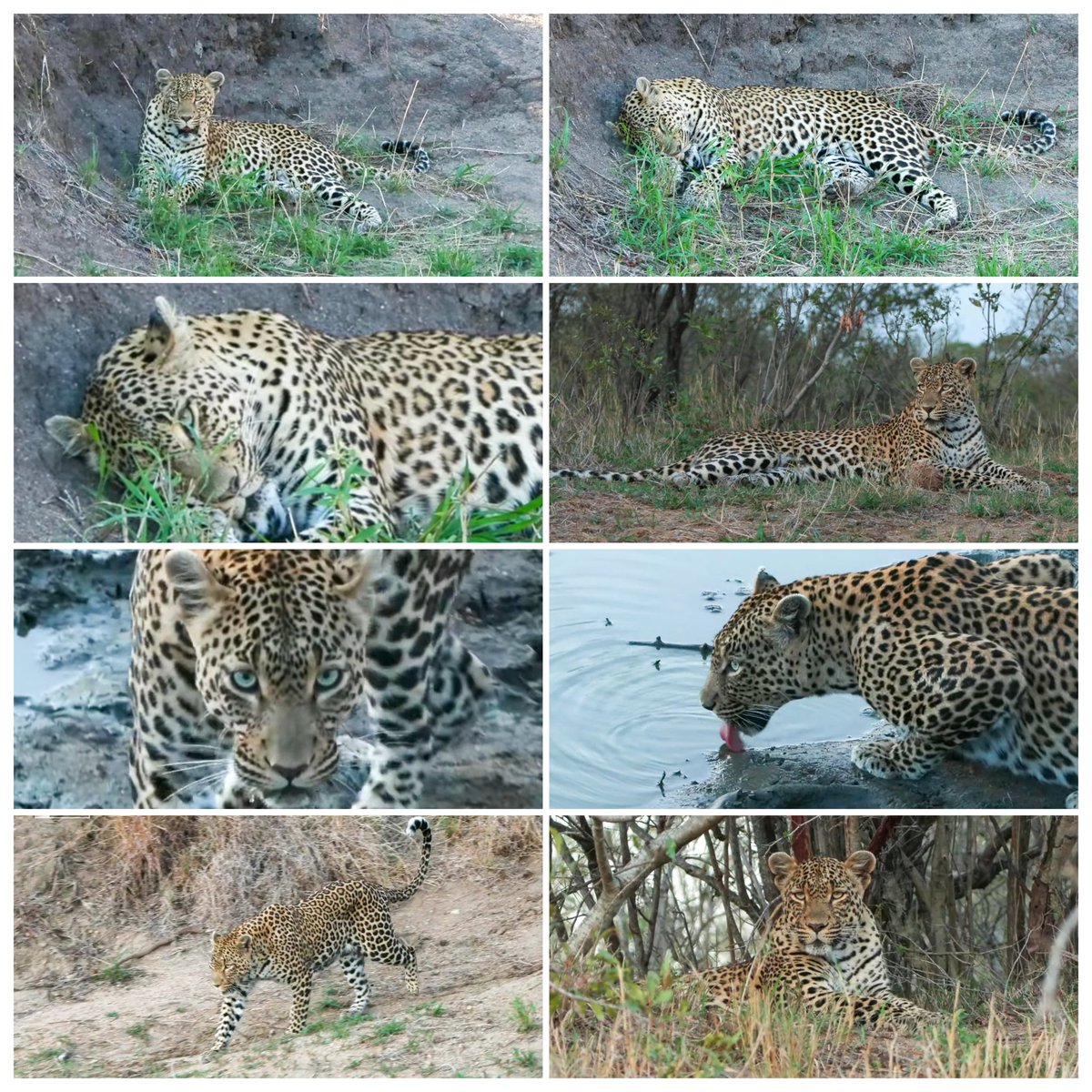 JoyR_1980's tweet image. Sunset safari 3 November 2024. Purrrfect Sunday afternoon. 🐆🦁🐘🐃 #WildEarth #Tlalamba
