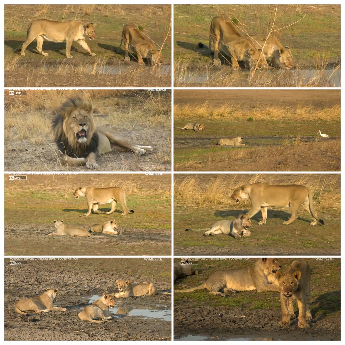 JoyR_1980's tweet image. Sunset safari 3 November 2024. Purrrfect Sunday afternoon. 🐆🦁🐘🐃 #WildEarth #Tlalamba