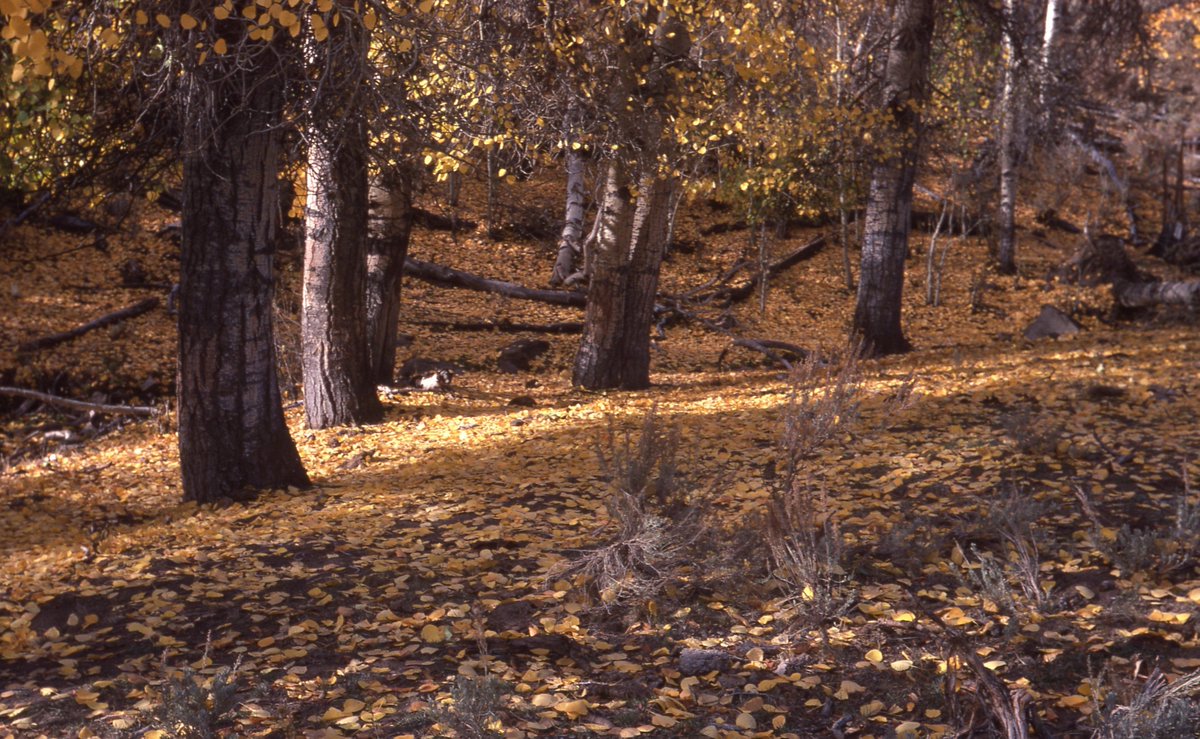 Churchill County Museum tweet media