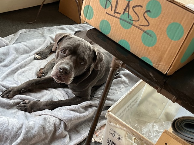 notthesameone2's tweet photo. Ice is out of the shelter ❤️ https://t.co/9cg1wvEPq2