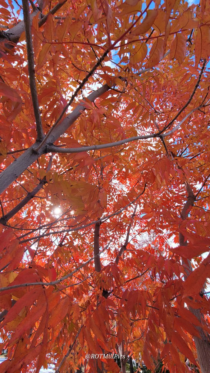 ROTMillPics's tweet photo. #PictureOfTheDay #November2024
#fallseason #autumn2024 #AutumnBeauty #autumnphotography #NatureTherapy #NatureBeauty #naturephoto  #trees #tree https://t.co/6ELYkv8lgb