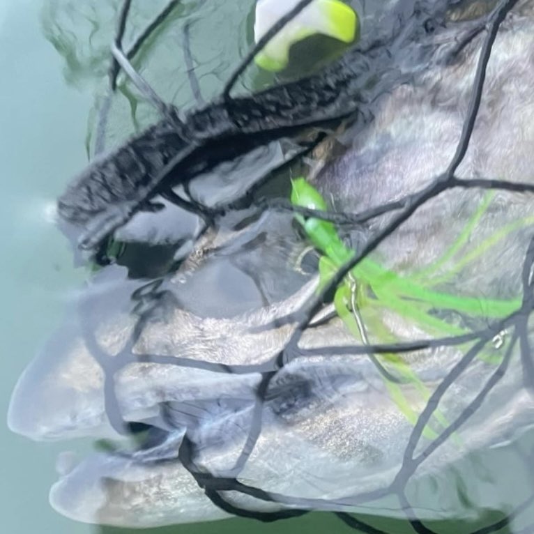 Chinook Salmon falls for Wacko fishing lure. #fish #fishing