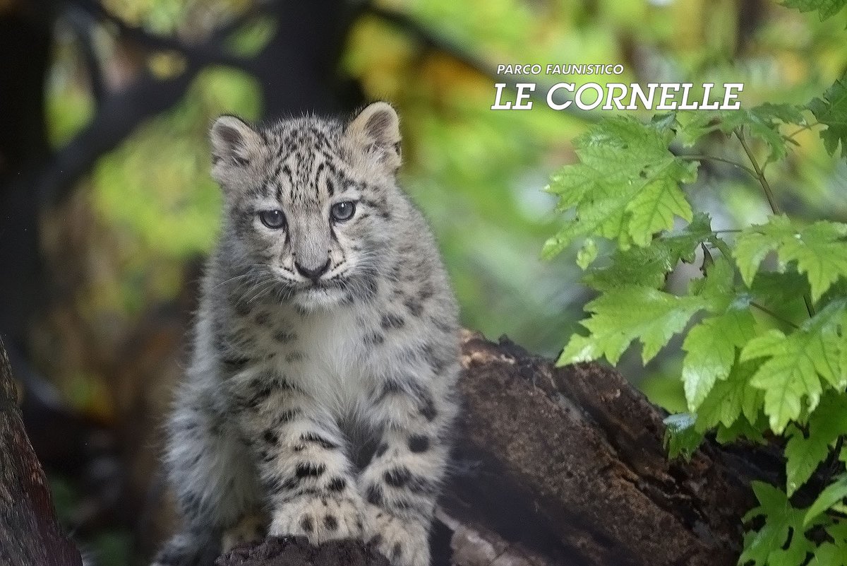 LeCornelle's tweet photo. 🗓️Dal 4  al 24 novembre compresi, il parco è aperto solo nel fine settimana dalle 9:00 alle 17:00
👉Acquista online i tuoi biglietti e risparmi:
https://t.co/nFqPaOnOPK https://t.co/VGINFpvylx