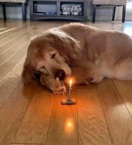 Beyond The Leash tweet media