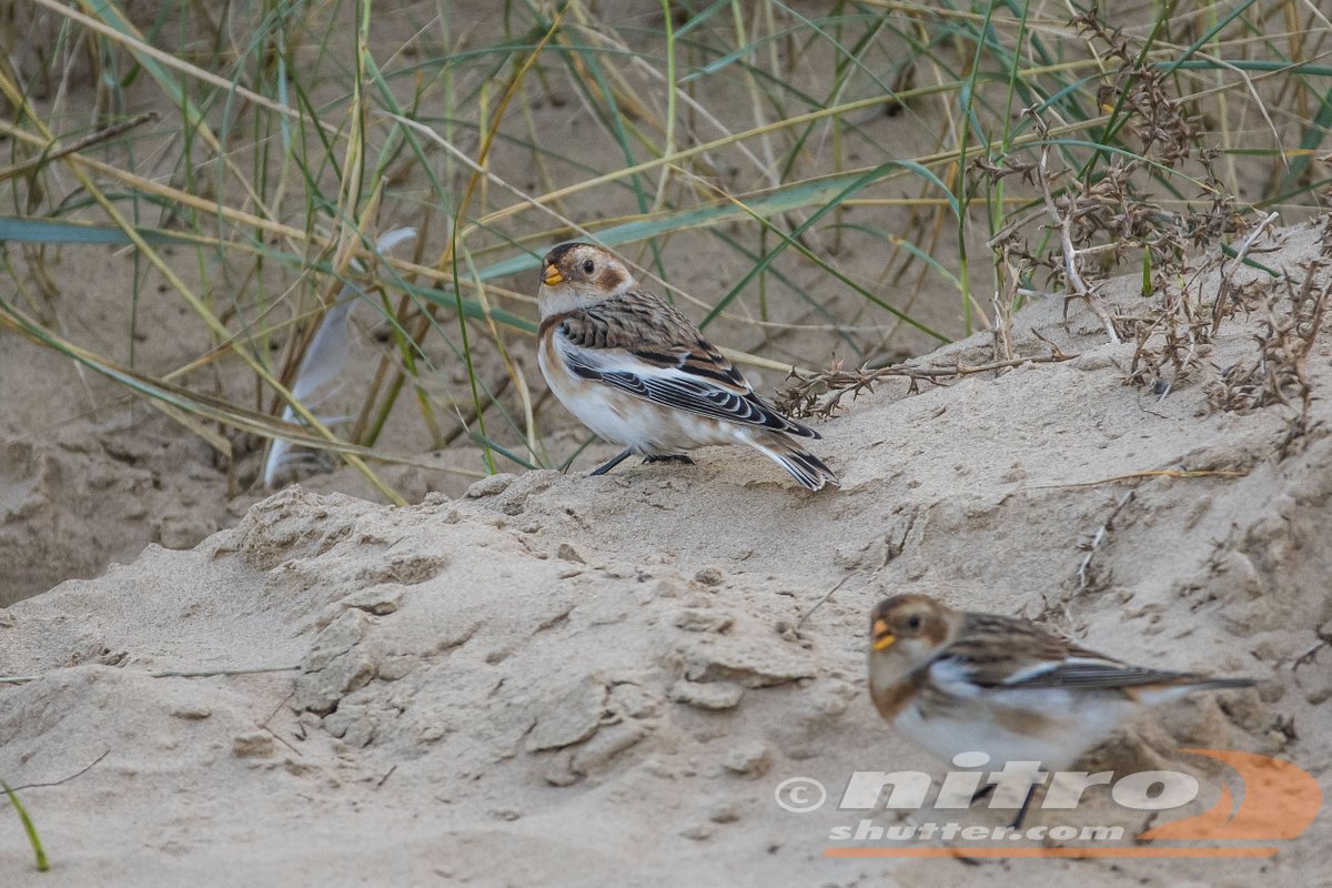IvanS (@nitroshutter) on Twitter photo redshank and grey plover <a href="/waderquest/">Wader Quest</a> #WCWW24 and snow buntings today <a href="/RSPBTitchwell/">RSPB Titchwell Marsh</a> <a href="/Natures_Voice/">RSPB</a> #Birdseenin2024 redshank and grey plover <a href="/waderquest/">Wader Quest</a> #WCWW24 and snow buntings today <a href="/RSPBTitchwell/">RSPB Titchwell Marsh</a> <a href="/Natures_Voice/">RSPB</a> #Birdseenin2024
