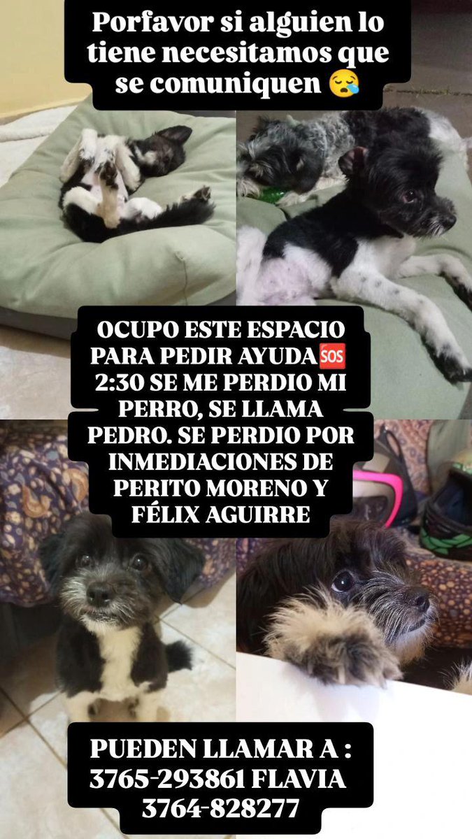 Daaniiaquino's tweet photo. Buenas tardes, buen domingo para todos. 
Necesito ayuda para encontrar a mi perrito.
Se llama Pedro, tiene 11 meses. 
Se perdió o lo llevaron el día domingo aproximadamente 2/ 2:30 🆘🥹😔🙏🙏
Agradezco muchisimo su ayuda. https://t.co/n1y7wU1PCj