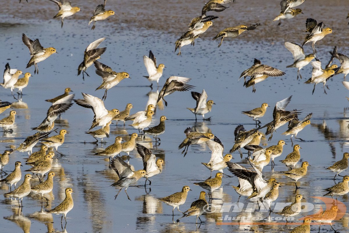 IvanS (@nitroshutter) on Twitter photo glorious golden plovers <a href="/RSPBTitchwell/">RSPB Titchwell Marsh</a> today <a href="/waderquest/">Wader Quest</a> #WCWW24 #BirdsSeenIn2024 <a href="/Natures_Voice/">RSPB</a> glorious golden plovers <a href="/RSPBTitchwell/">RSPB Titchwell Marsh</a> today <a href="/waderquest/">Wader Quest</a> #WCWW24 #BirdsSeenIn2024 <a href="/Natures_Voice/">RSPB</a>