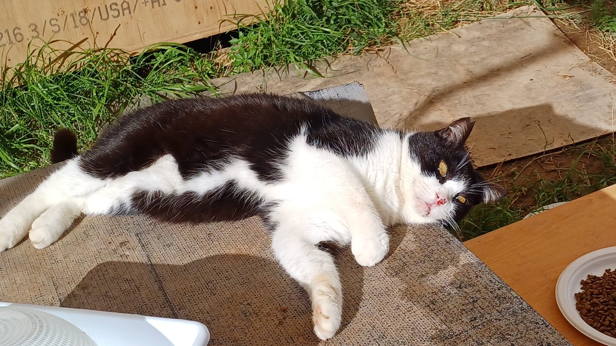 En <a href="/ColoniaGats/">ColoniaGatsLaPlata</a> estamos muy costernados y tristes por lo ocurrido en las poblaciones inundadas, además de #coloniasgatos y #protectoras .
Queremos dar las gracias a las personas que han preguntado por la situación de la colonia y si ha habido problemas.
Nuestros #gatos están bien