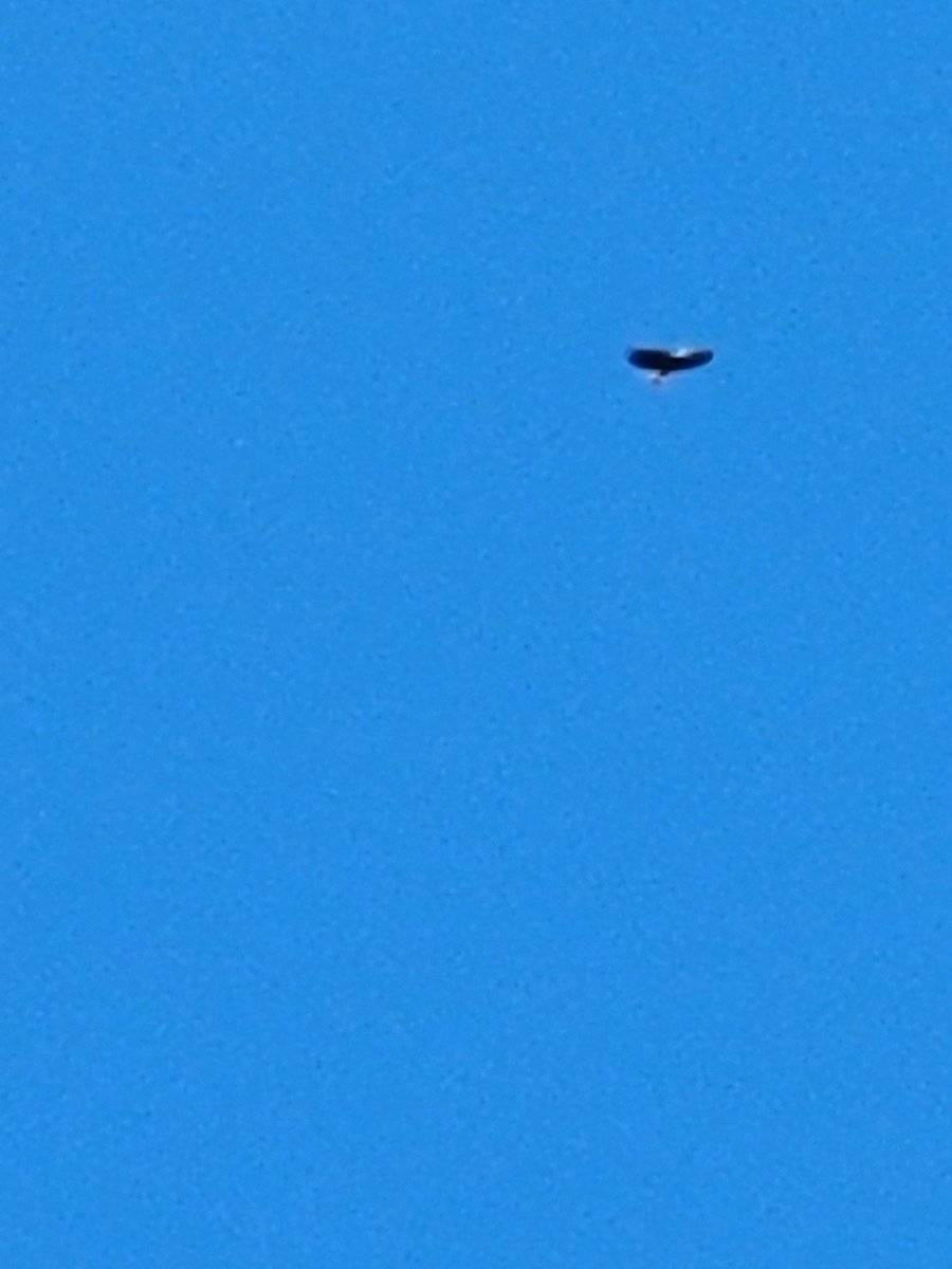 Andrew Clevenger tweet media