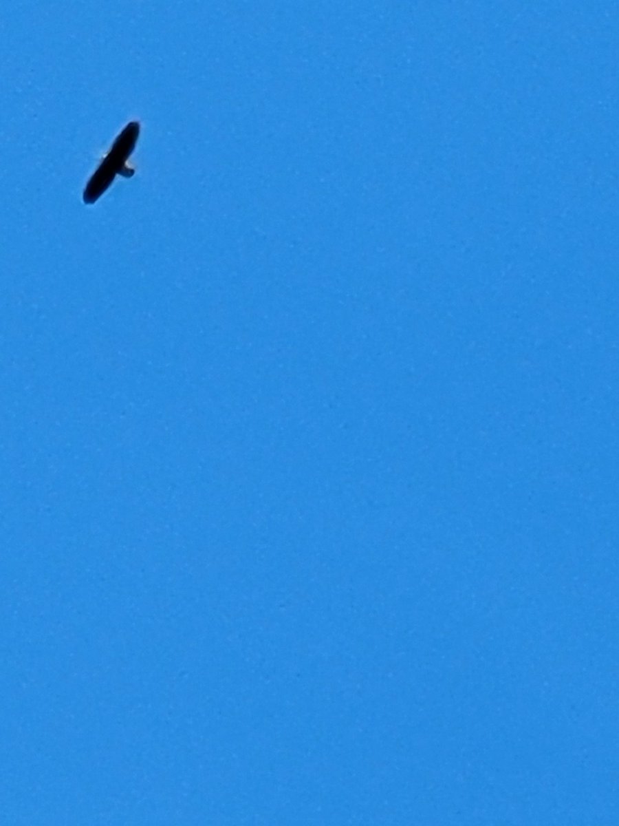 Bald eagle above the fall foliage in NoVa this morning.
