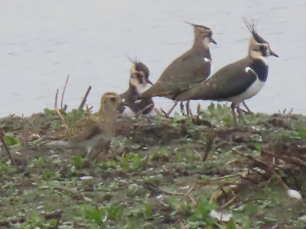 Ben Rumsby (@brnature1) on Twitter photo Fun day at <a href="/RSPBRainham/">RSPB Rainham Marshes</a> yesterday decent autumn birds early morning rouzel, 3 Brent's, golden plover and jack snipe on purfleet scrape, 2 cattle egret fly through, Casp, mix finches, knot and first fieldfare of the autumn including a flock of 22 dropping out the sky! 89 sp for me Fun day at <a href="/RSPBRainham/">RSPB Rainham Marshes</a> yesterday decent autumn birds early morning rouzel, 3 Brent's, golden plover and jack snipe on purfleet scrape, 2 cattle egret fly through, Casp, mix finches, knot and first fieldfare of the autumn including a flock of 22 dropping out the sky! 89 sp for me
