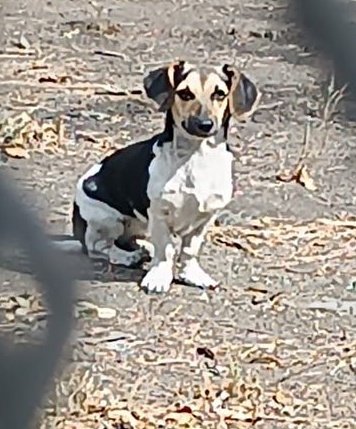 AlertaMePerdi's tweet photo. #ENCONTRADO #GUAYAQUIL
Fecha: 03/11/24
Sector: Norte, Av. Francisco de Orellana y Justino Cornejo 
Raza: Mestizo
Obsv.: Pequeño, cuerpo blanco con manchas negras y café. 
Contacto: 0960577495
¡Ayúdalo a volver con sus tutores!
#AlertaMePerdí https://t.co/lK1yoj4OfK