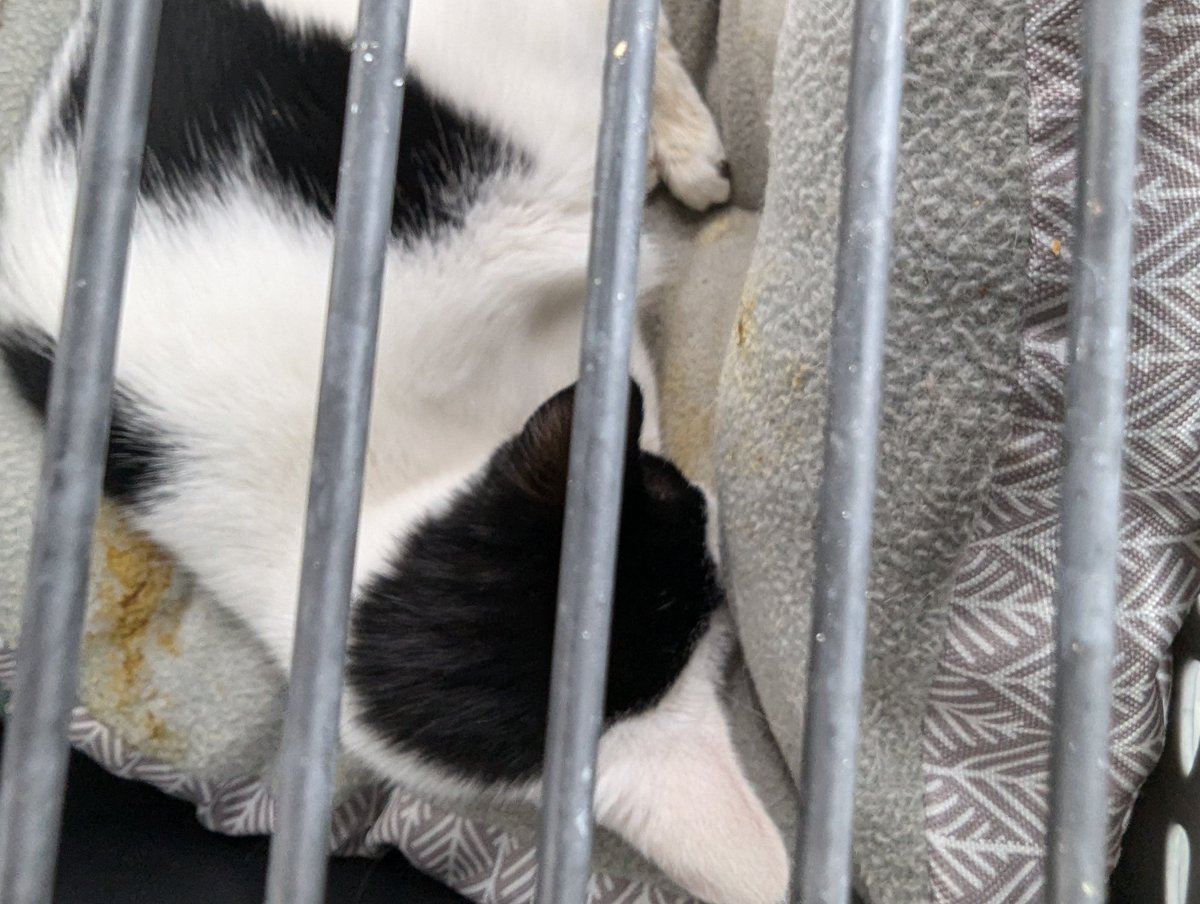 Tuesday Badell tweet media