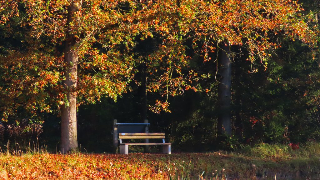 weermanrobert's tweet photo. De #herfst zit in haar laatste fase en daar heb ik vanmiddag nog even volop van genoten in het #Waterloopbos. De bomen staat er nog prachtig bij. Over een paar weken zal al het blad van de bomen zijn gevallen. https://t.co/LlhkrKphY3
