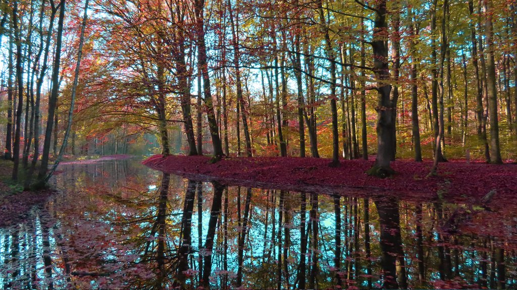 weermanrobert's tweet photo. De #herfst zit in haar laatste fase en daar heb ik vanmiddag nog even volop van genoten in het #Waterloopbos. De bomen staat er nog prachtig bij. Over een paar weken zal al het blad van de bomen zijn gevallen. https://t.co/LlhkrKphY3