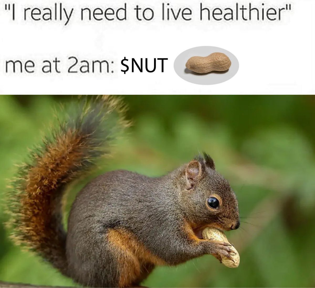 peanutonspl's tweet photo. Some say I'm crazy; I say I’m just nutty enough to hold $NUT 🥜

#NUT #PNUT #SOL https://t.co/vaWb8BUxXR
