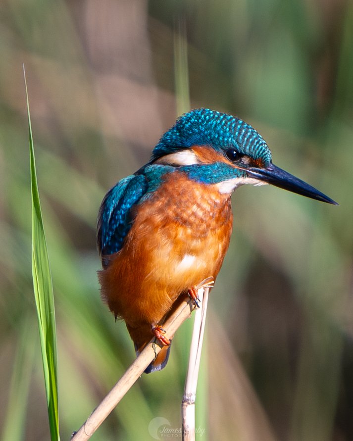 Some kingfisher shots from forest farm :) #birdphotography #birdwatching #Kingfisher #wildlifephotography #itvwales #NatureBeauty