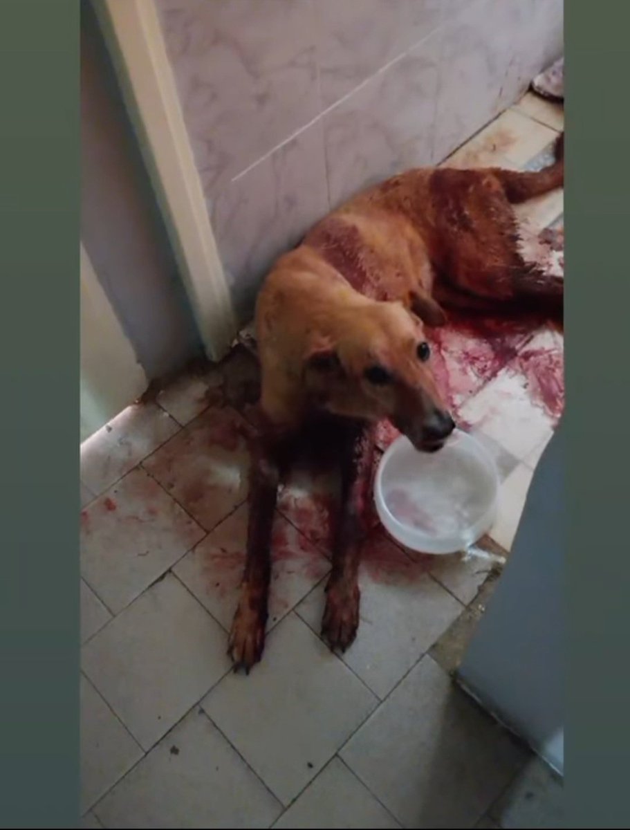 Riéndose del físico de una persona, normalizando que los animales se pelean todos los días y riéndose de una casi desgracia. Mientras otra persona auxilia al animal y no sus responsables. Nunca más un animal a la gente ignorante. El problema honesto así está.