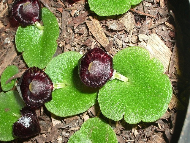 Stemstory's tweet photo. A close-up of the enchanting Corybas orchid, also known as the helmet orchid, showcasing its unique flower structure and vibrant colors.
#orchid #helmetorchid #corybas #flower #nature #macro #botany #rareplant #australianflora #naturephotography https://t.co/MsqKOhLIEl
