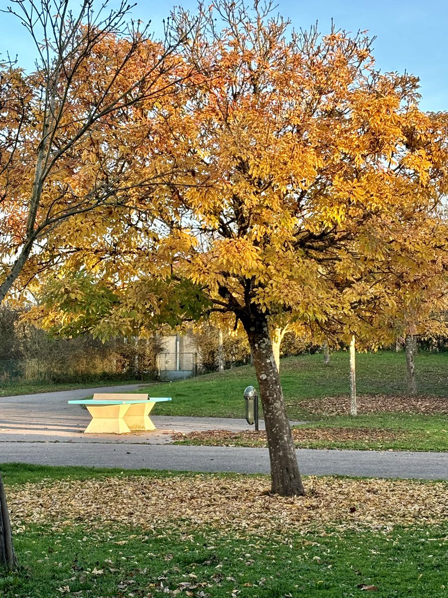 Cyril Scarcelli tweet media